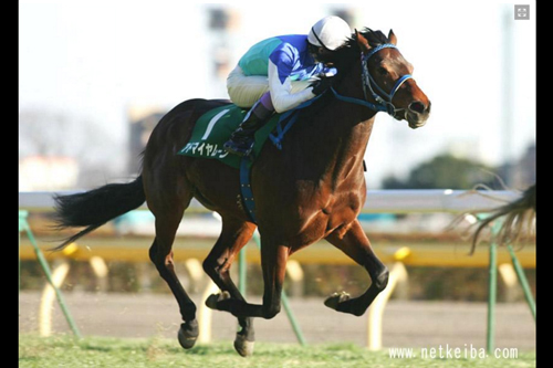 アドマイヤムーン/海外競馬勝利日本馬 | ブックメーカー&スポーツブック情報